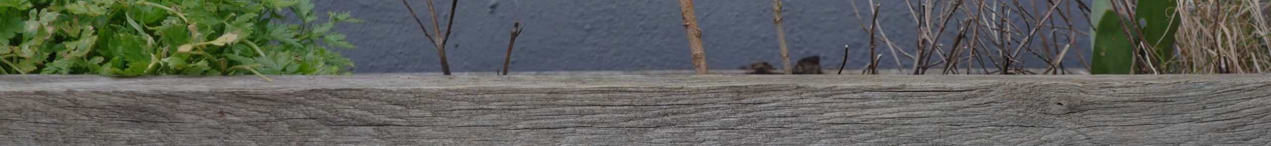 lufttørret eg træ banner - 12 - mørk 2600x300