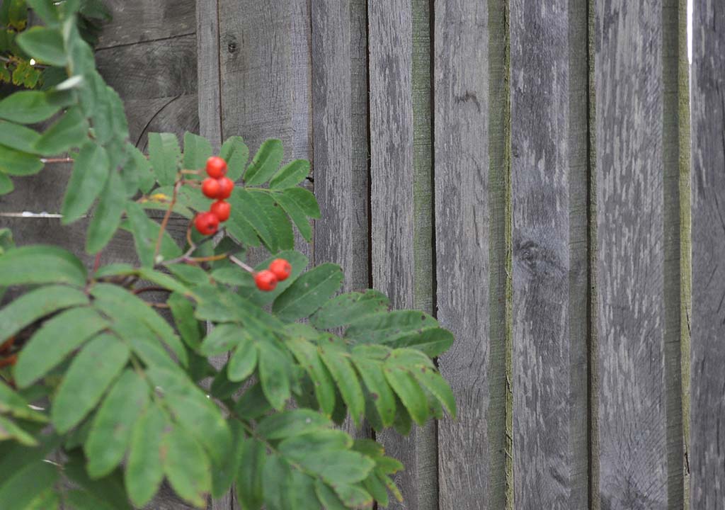 Hegn patineret hegn med røde bær 01- 1024x720