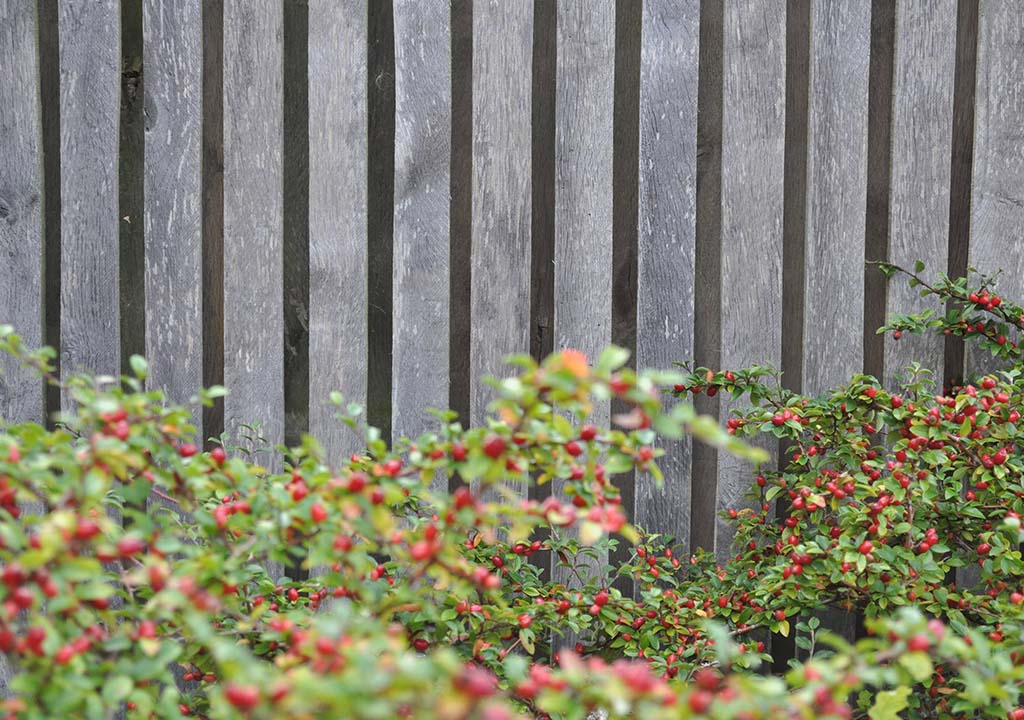 Hegn patineret hegn med røde bær 03- 1024x720