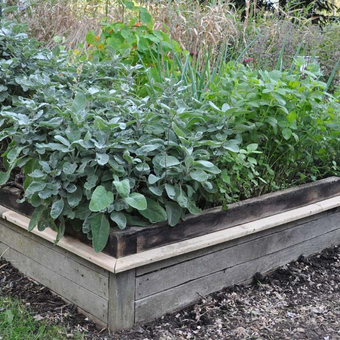 sneglehegn udvalgt billede 01 - 02102024 - 700x700