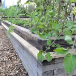 Sneglehegn - Billede 6