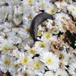 Sneglehegn - Billede 16