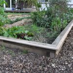 Sneglehegn - Billede 12