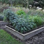 Sneglehegn - Billede 13