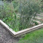 Sneglehegn - Billede 11